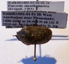 Psacasta exanthematica