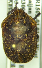 Psacasta exanthematica