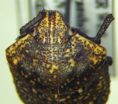 Psacasta exanthematica