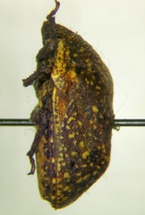 Psacasta exanthematica