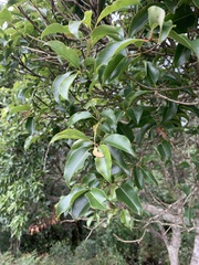 Syzygium gerrardii