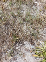 Aspalathus lebeckioides