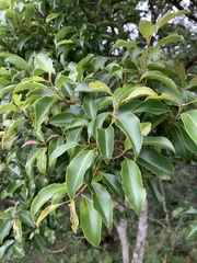 Syzygium gerrardii