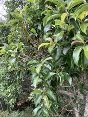 Syzygium gerrardii