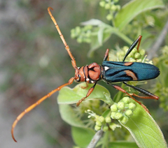 Compsomera elegantissima
