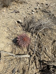 Ferocactus gracilis gracilis
