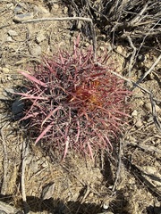 Ferocactus gracilis gracilis