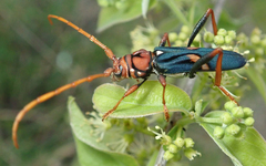 Compsomera elegantissima