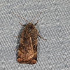 Cryptocala acadiensis