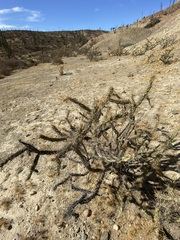 Cylindropuntia molesta molesta
