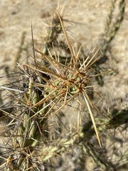 Cylindropuntia molesta molesta