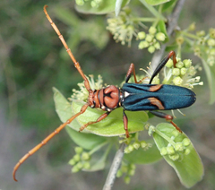 Compsomera elegantissima