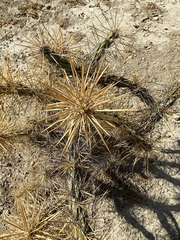Cylindropuntia molesta molesta