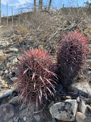 Ferocactus gracilis gracilis