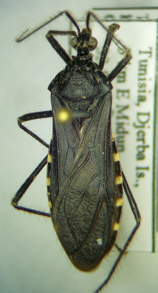 Holotrichius reuterianus