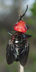 Bromophila caffra