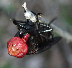 Bromophila caffra