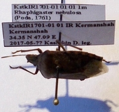 Rhaphigaster nebulosa