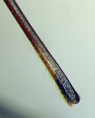 Rhaphigaster nebulosa