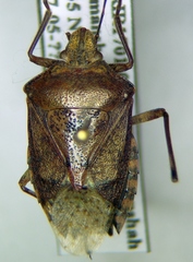 Rhaphigaster nebulosa