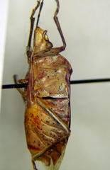 Rhaphigaster nebulosa