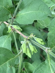 Vangueria macrocalyx