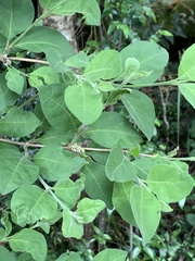 Vangueria macrocalyx
