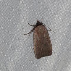 Protolampra rufipectus