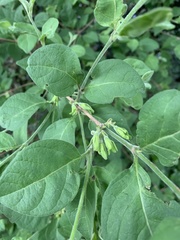 Vangueria macrocalyx