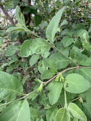 Vangueria macrocalyx