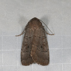 Protolampra rufipectus