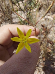 Visciramosae
