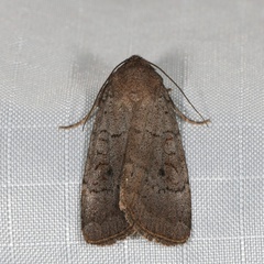 Protolampra rufipectus