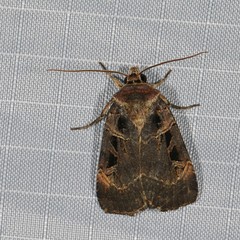 Pseudohermonassa tenuicula