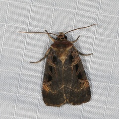 Pseudohermonassa tenuicula