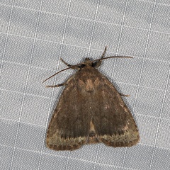 Amphipyra glabella