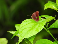 Abisara saturata