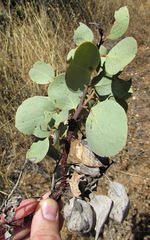 Arctostaphylos manzanita