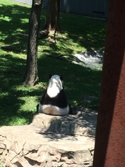 Ailuropoda melanoleuca