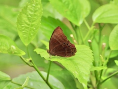 Abisara saturata