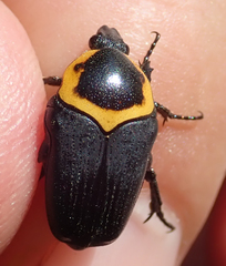 Pseudoclinteria cincticollis