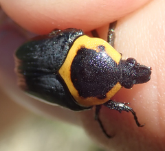 Pseudoclinteria cincticollis