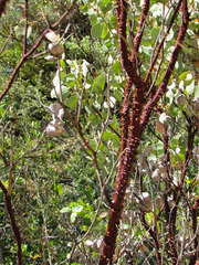 Arctostaphylos manzanita