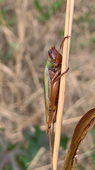 Orchelimum pulchellum