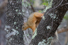 Sciurus nayaritensis