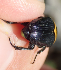 Pseudoclinteria cincticollis