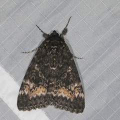 Catocala briseis briseis