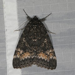 Catocala briseis briseis