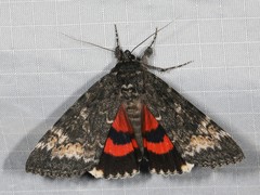 Catocala briseis briseis