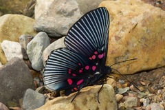 Lyropteryx apollonia